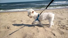 Buddy on the sand