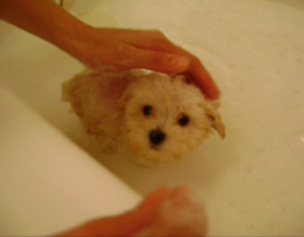 first bath